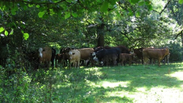 Cattle at Mill Brook