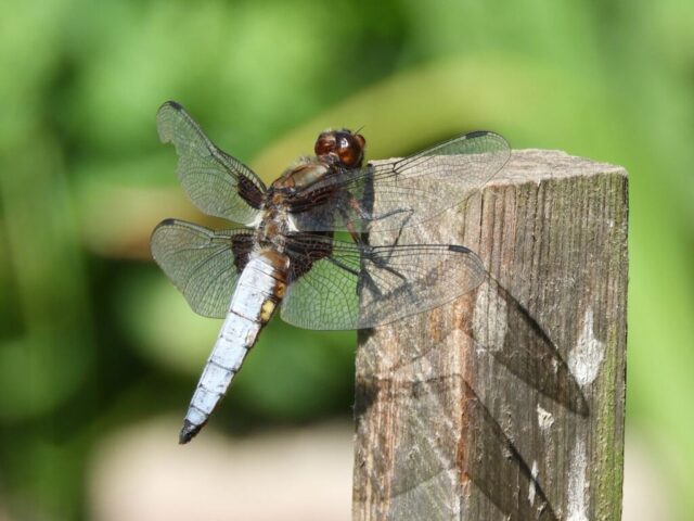 Dragonfly