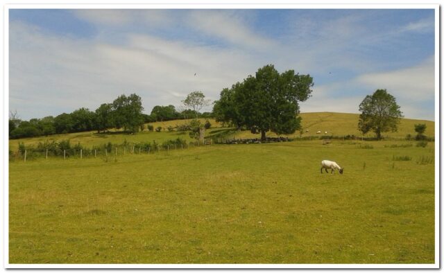 Field of sheep