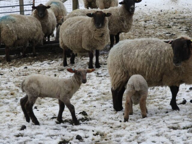 Lambs