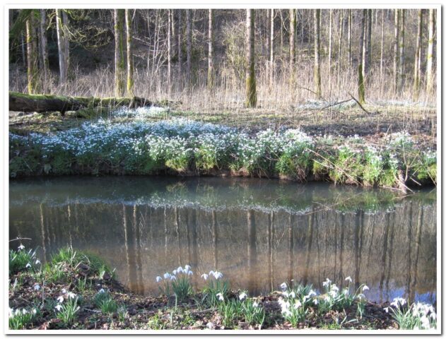 Pond
